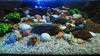 Gravel, shells, rocks at the bottom of an aquarium.