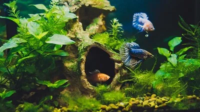 A beautiful aquarium with a lot of plants and decorations.