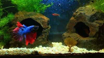Синяя бойцовая рыбка в аквариуме.