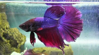 Фиолетовая бойцовая рыбка с причудливыми плавниками.