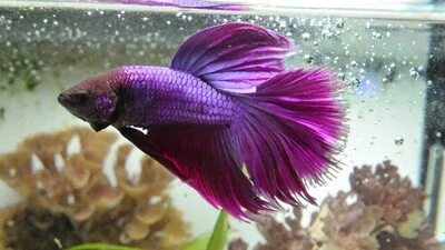 Purple Betta fish in the aquarium.