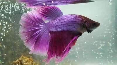 Светло-фиолетовая рыбка бетта плавает.