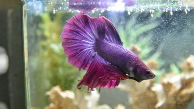 Активно плавающая фиолетовая бетта-рыба.