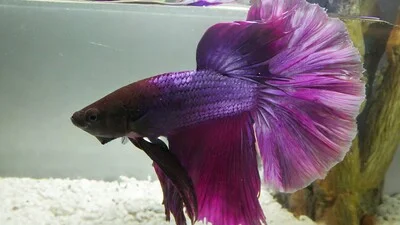 Фиолетовая рыбка Бетта плавает.