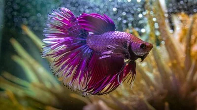 Красивая коронохвостая фиолетовая рыбка Бетта.
