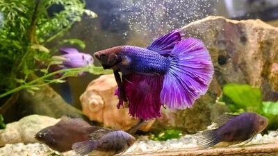 Purple betta fish with little catfish in a community tank.