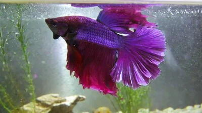 Фиолетовая бойцовая рыбка с большими плавниками.