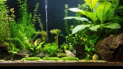 The Ultimate Betta Fish Tank Guide for Beginners - Creating the Ideal Habitat!