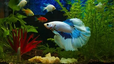 Бело-голубая бойцовая рыбка.