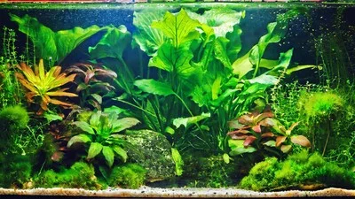 An aquarium with a lot of plants.