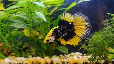 Yellow and black female betta fish.