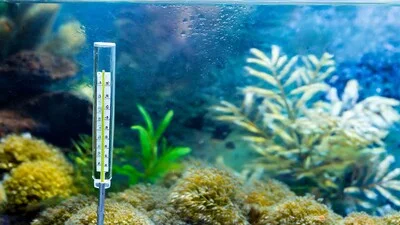 Aquarium with aquarium thermometer.