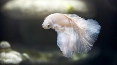 Addressing Betta Fish From Turning White: A Comprehensive Guide, White betta fish.