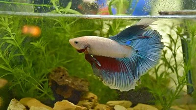 Белая бойцовая рыбка с голубым хвостом в аквариуме.
