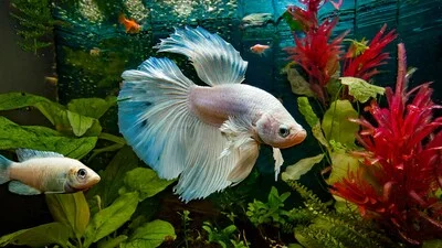 Белая бойцовая рыбка в аквариуме.