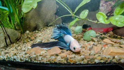 Why is the Betta Fish at The Bottom of The Tank?