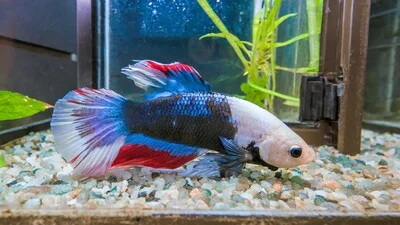 Betta fish resting and the bottom of the tank.